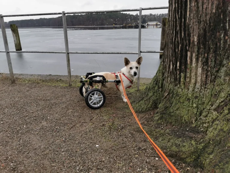 SQR-DOG für Fortgeschrittene – Hundetraining-Aufbaukurs
