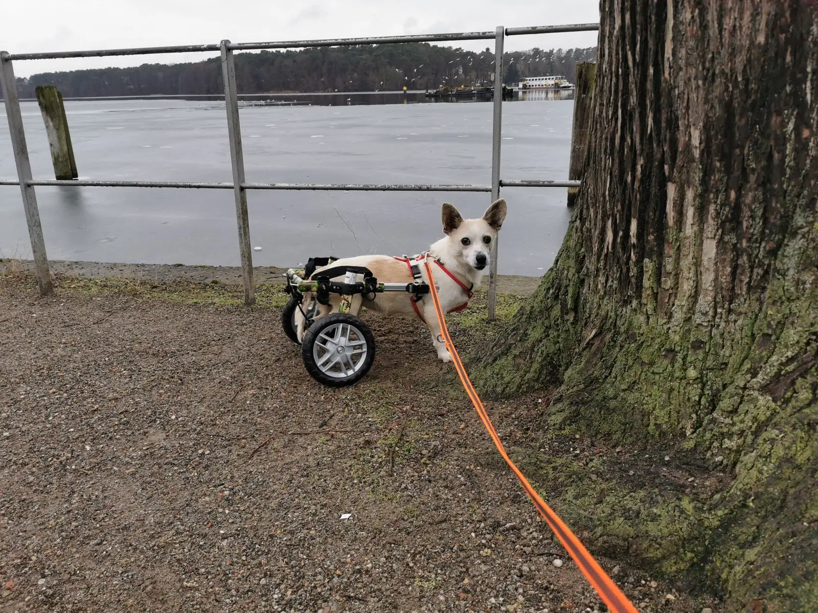 Weißer Hund mit Behindertenrolli an orangener Leine bei See mit Holzsteg