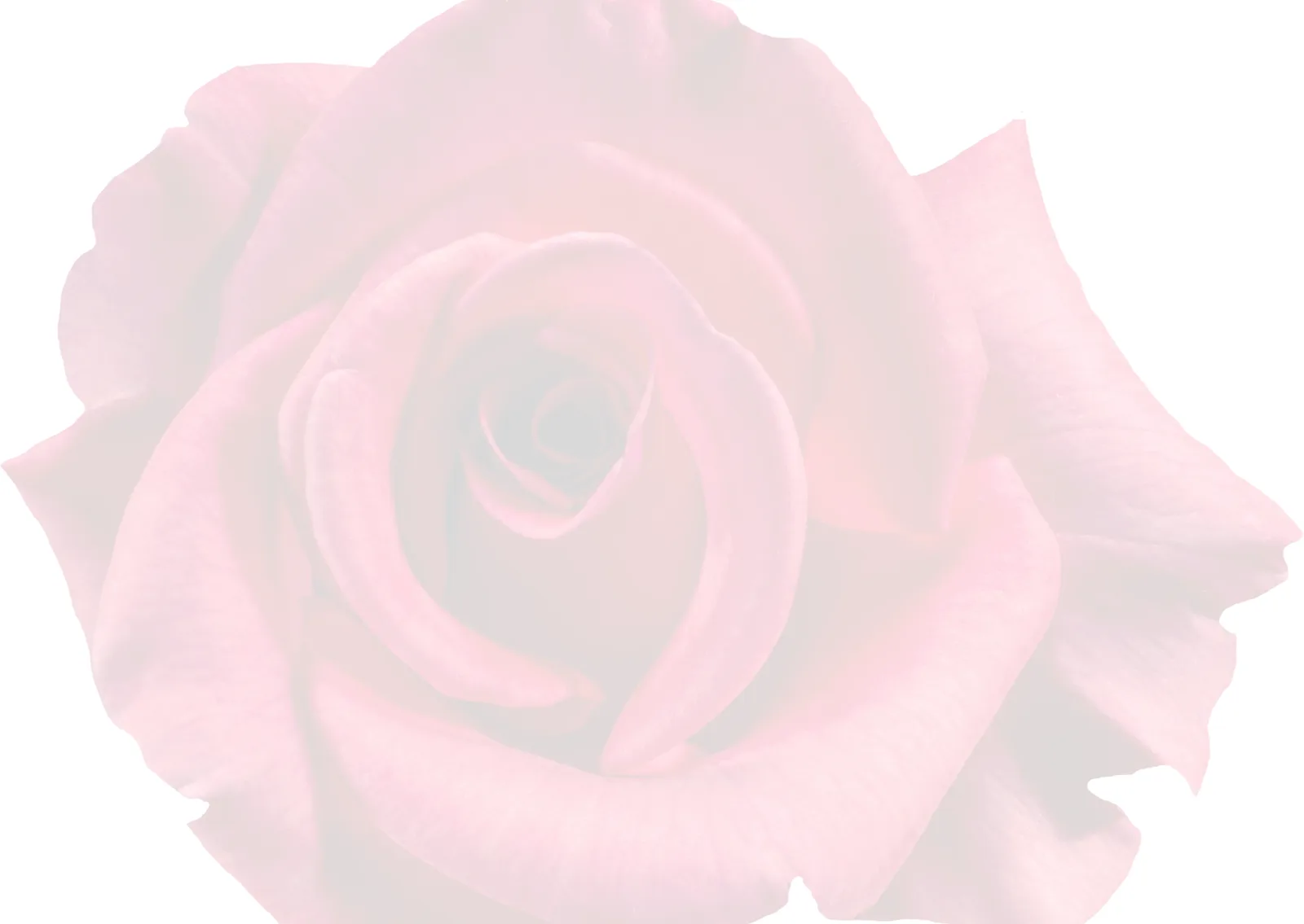 Abstrakte Grafik einer zartrosa Blüte mit weichem Gradienten auf hellem Hintergrund