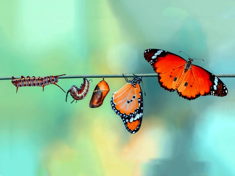 Schmetterlingsmetamorphose von Raupe zu Schmetterling auf grünem Hintergrund, Streptokokkinum Transformationskurs