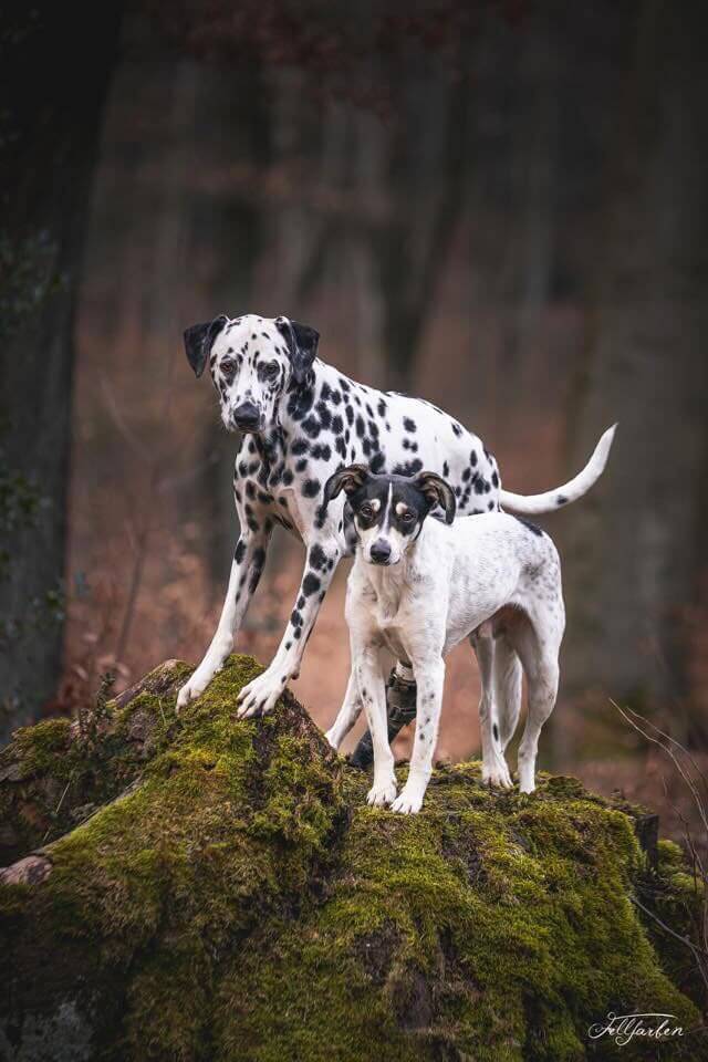 Zwei Hunde mit Akupunkturnadeln, dalmatiner und weiß-brauner Hund im Wald
