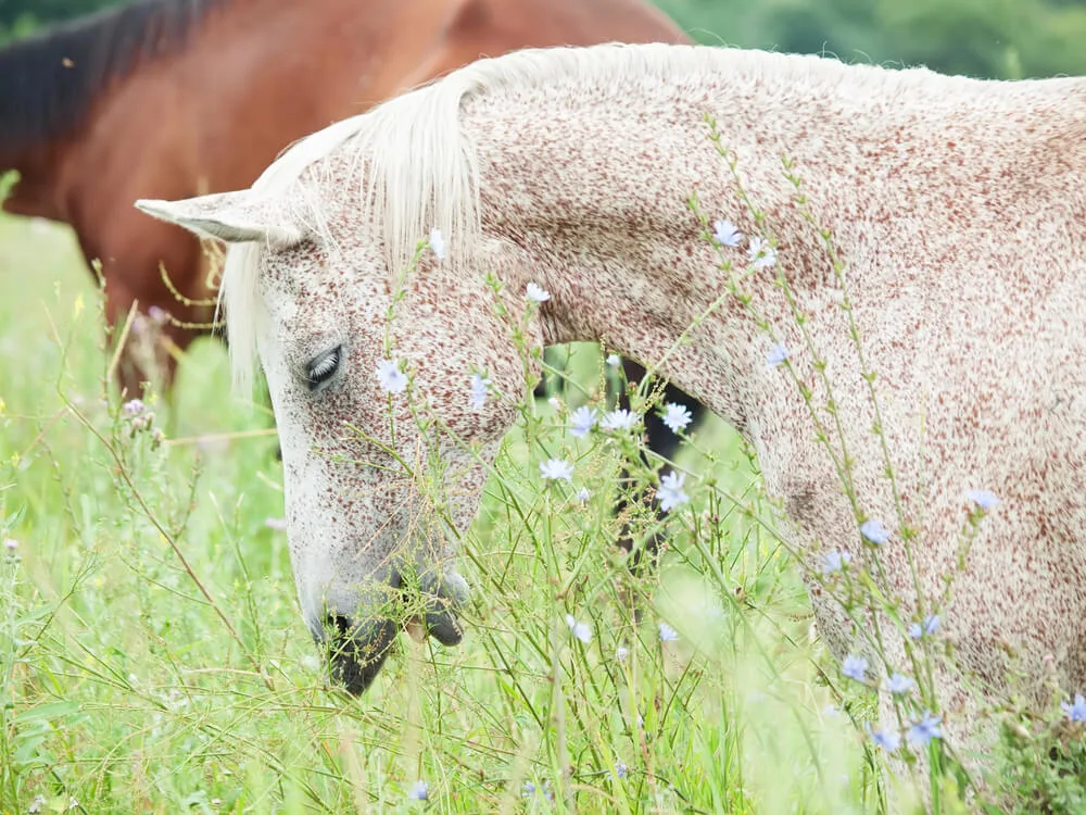 Grauschimmeliges Pferd frisst entspannt Wildkräuter und Blüten auf einer Wiese