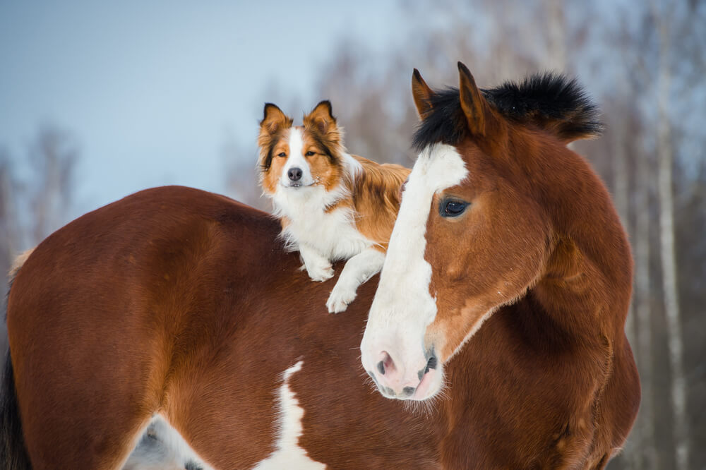 Brauner Hund und braunes Pferd mit weißen Abzeichen im Schnee