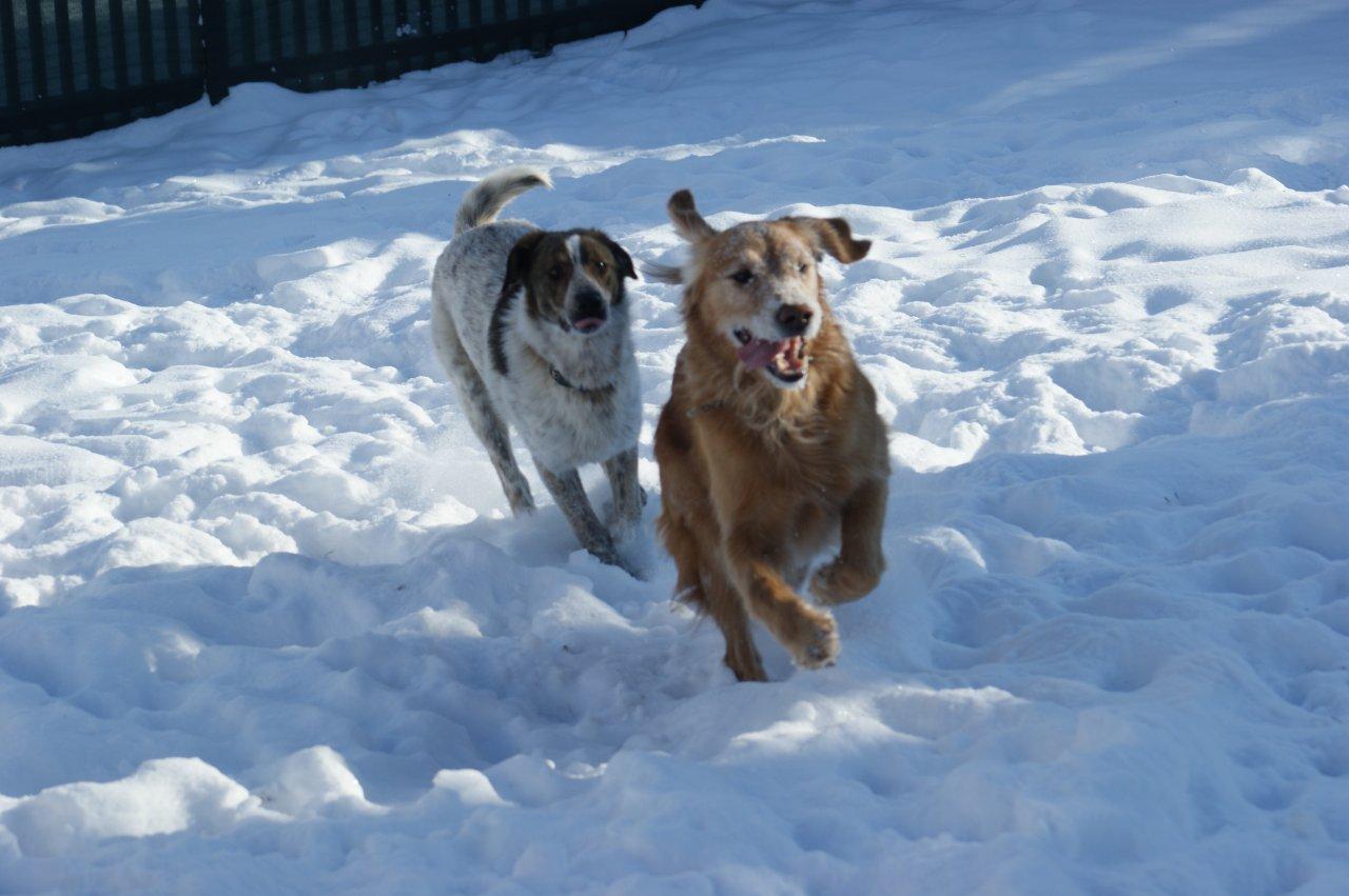 Zwei Hunde spielen fröhlich im Schnee nebeneinander
