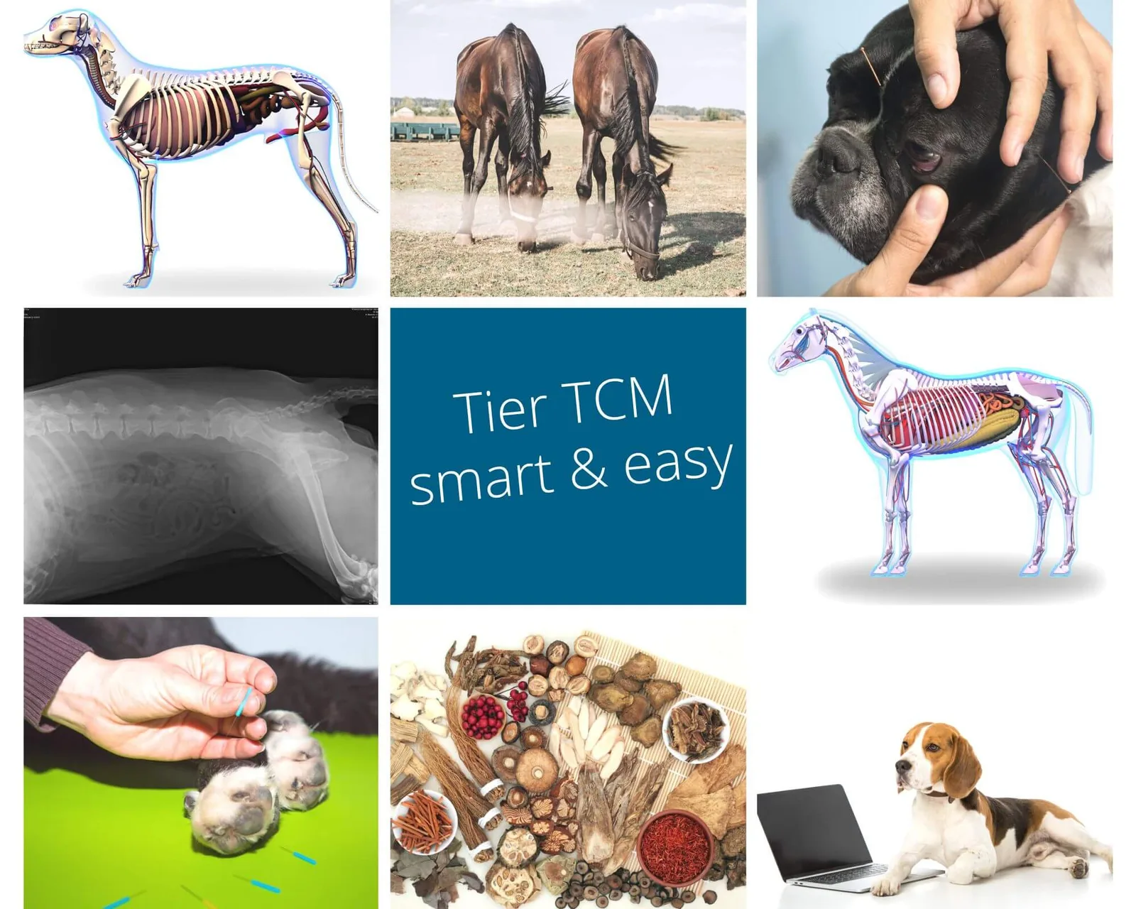 Fotocollage mit Tier-TCM-Inhalten: Hund-Anatomie, Pferde, Hund mit Laptop, Akupunktur-Nadeln, Kräuter, Röntgen