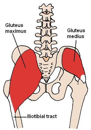Anatomische Illustration der Gesäßmuskulatur mit Gluteus maximus, Gluteus medius und Iliotibial tract