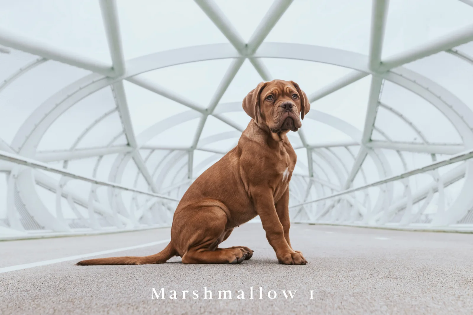 Brauner Labrador in Sit-Position unter Glasdach, bearbeitete Professionelle Fotografie