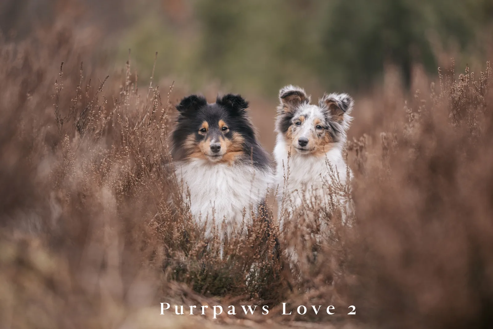 Zwei Shelties in Heidefeld - Purrpaws Love 2