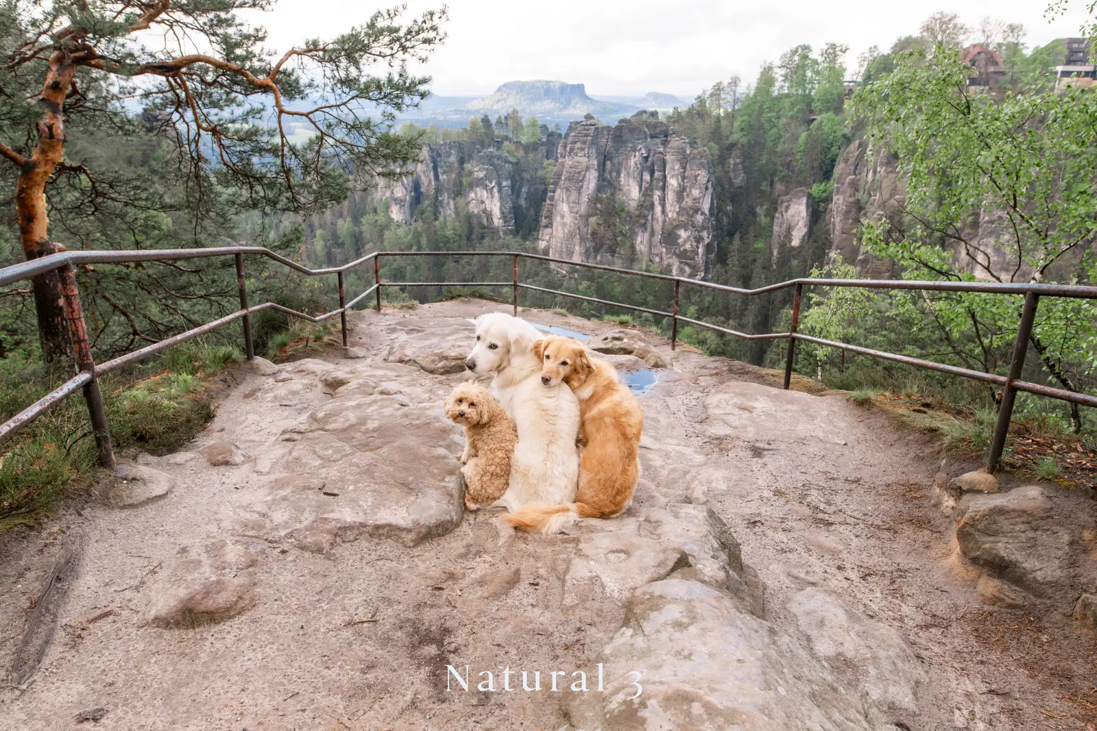Drei Hunde an Felsenaussicht - Natural 3 Bearbeitung mit leuchtendem Himmel