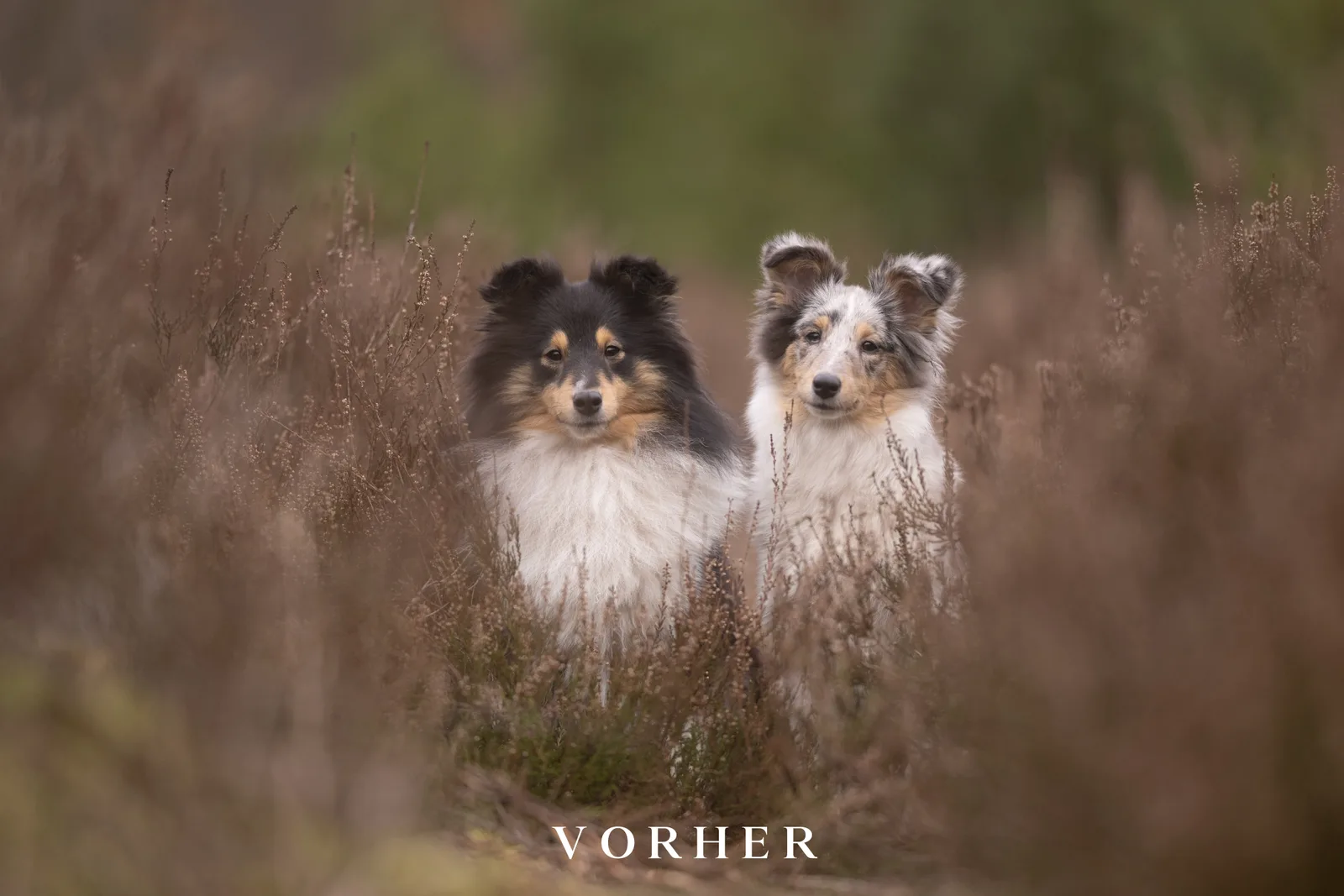 Zwei Hunde im Heidefeld, Originalfoto vor Preset-Bearbeitung
