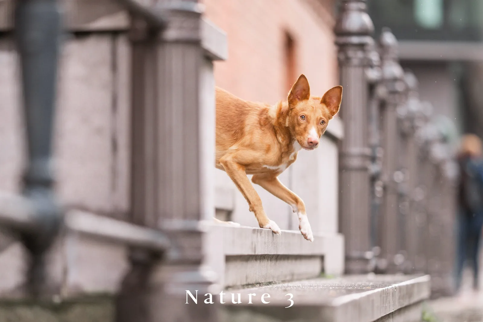 Braunroter Hund springt über Mauer - Nature 3 Bearbeitung
