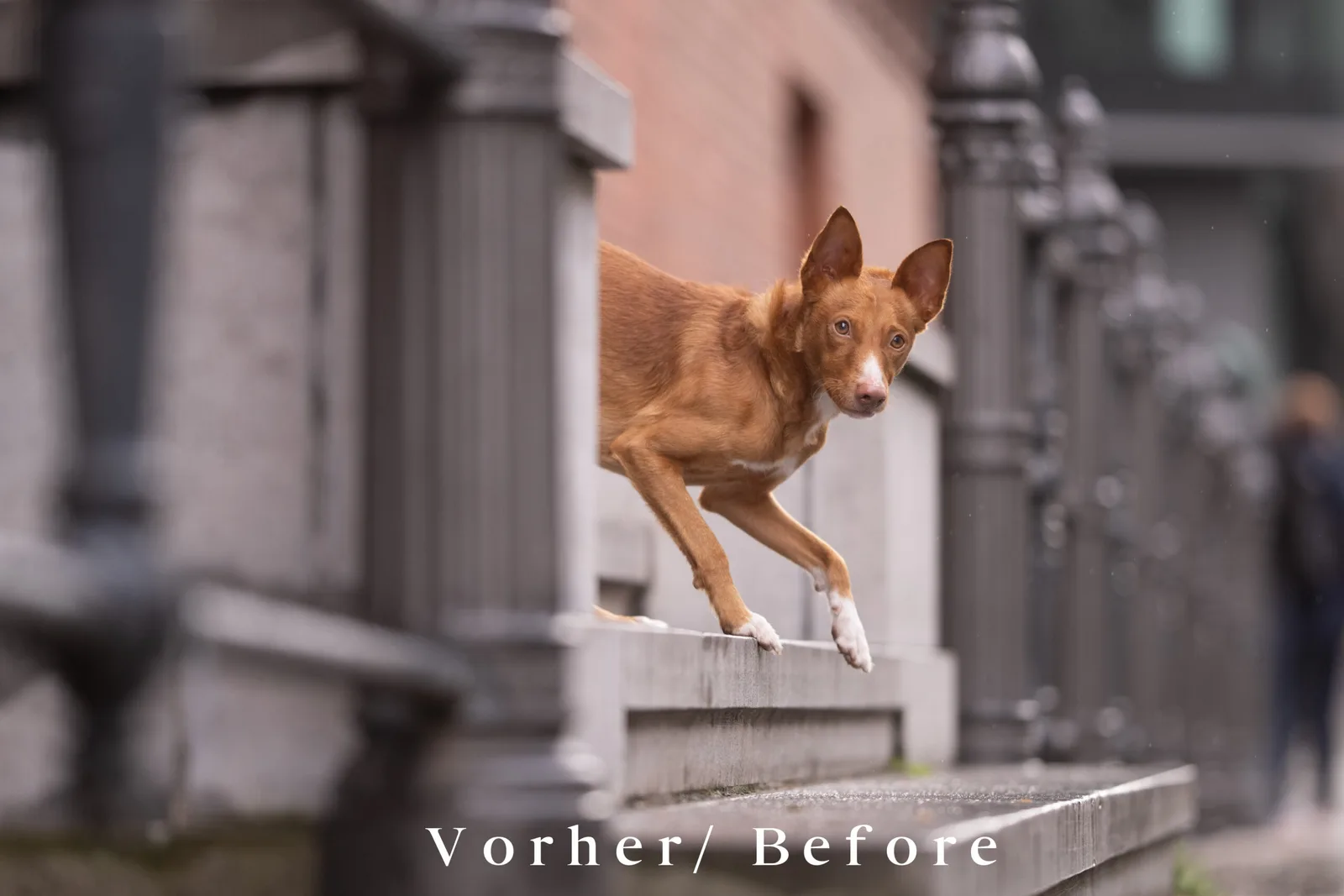 Braunroter Pharao Hund springt über Mauer in urbaner Umgebung - Vorher