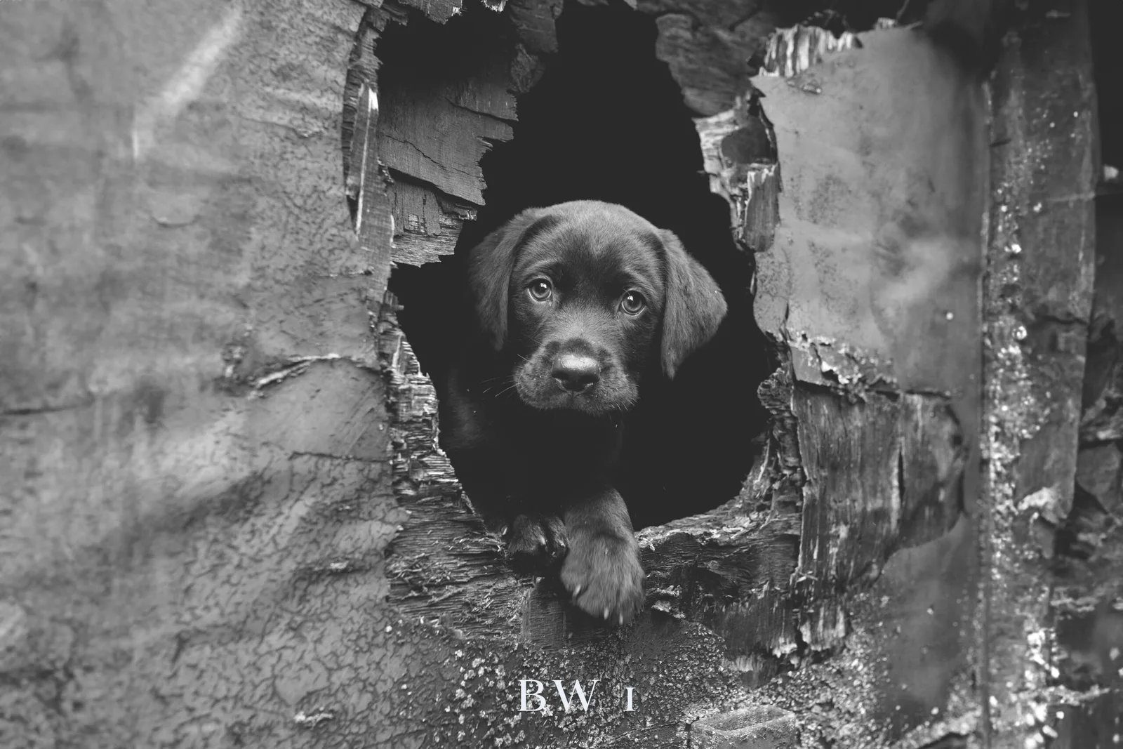 Dunkelbrauner Labrador in Schwarzweiß durch zerfallenes rotes Mauerwerk, Ruinen
