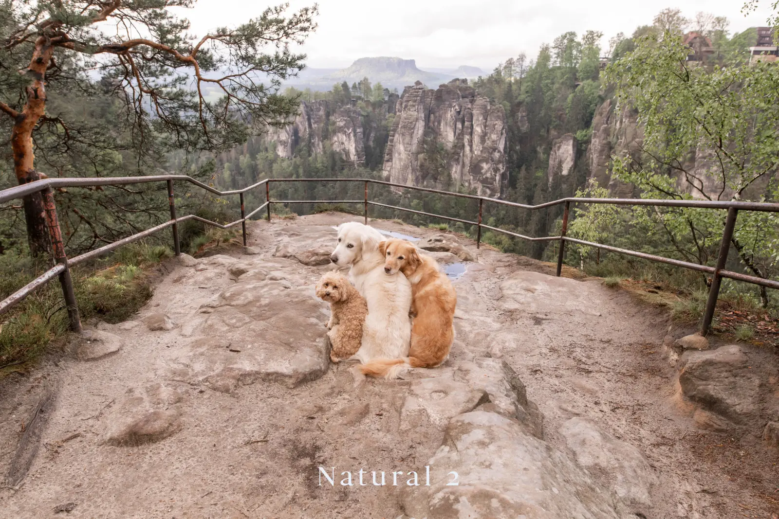 Drei Hunde an Felsenaussicht - Natural 2 Bearbeitung mit warmen Farbtönen