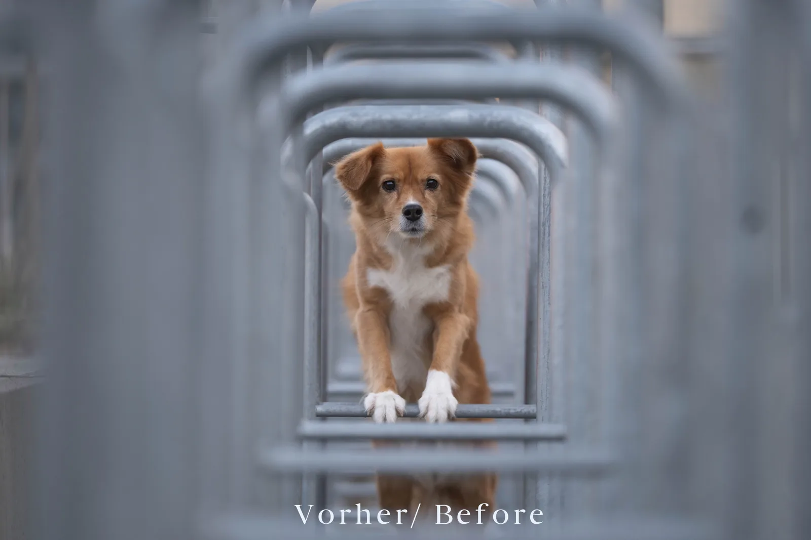 Hund im Tunnelgang vor und nach Bearbeitung mit Purrpaws Love Preset