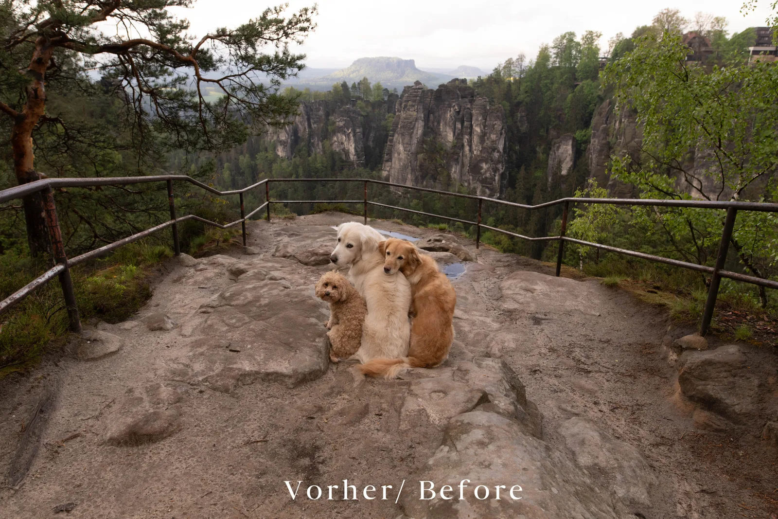 Drei Golden Retriever Mischlingshunde an Aussichtspunkt mit Felsformationen, Vorher-Fotografie
