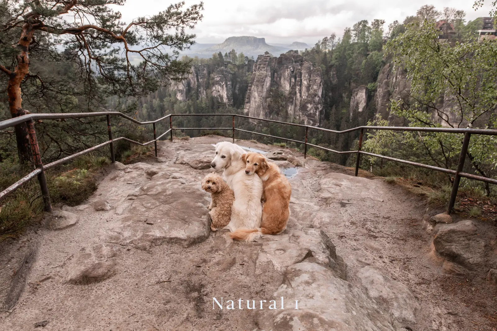 Drei Golden Retriever Mischlingshunde an Aussichtspunkt - Natural 1 Bearbeitung