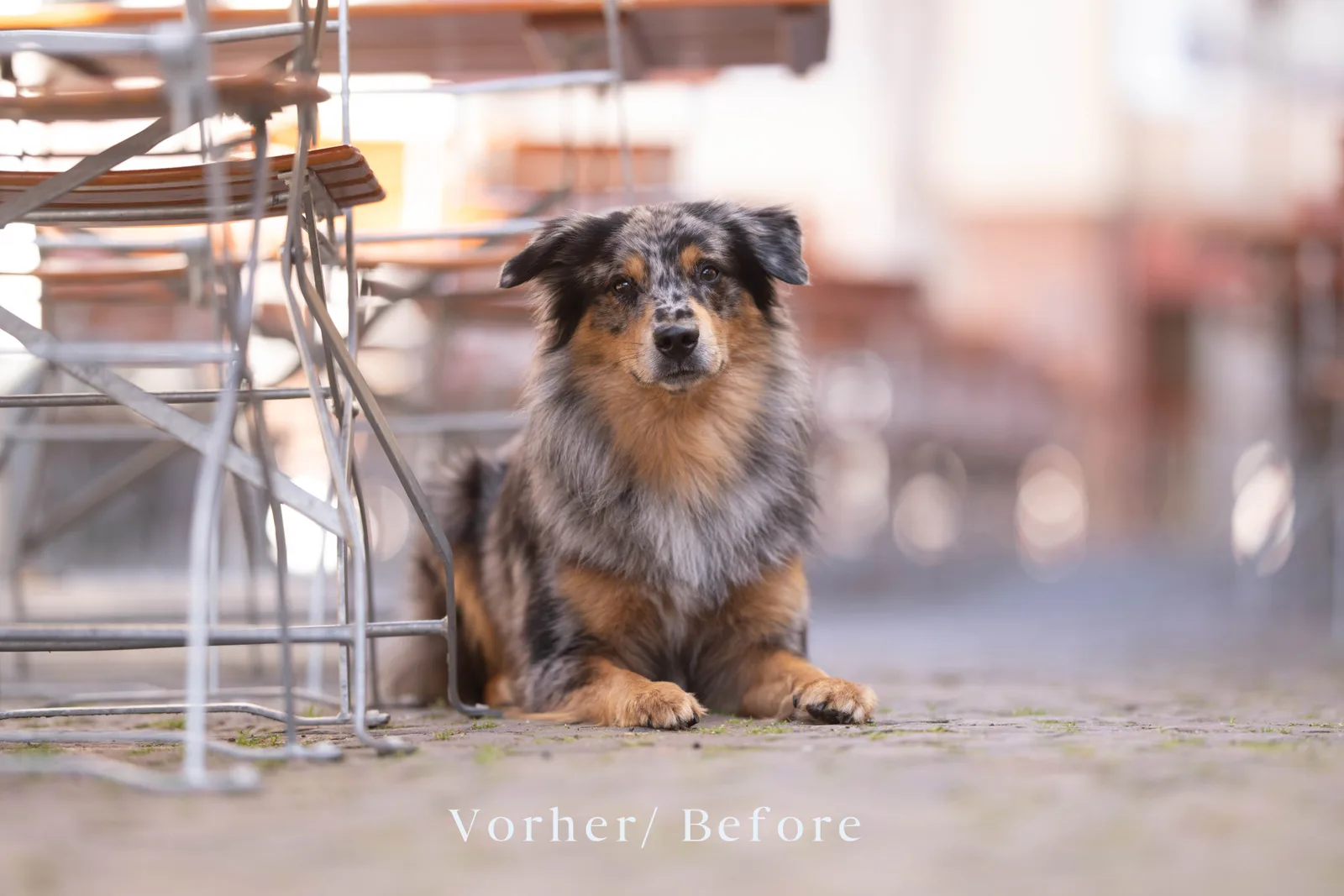 Schwarzbraun gefleckter Hund vor Baugerüst auf Industriefläche - Vorher