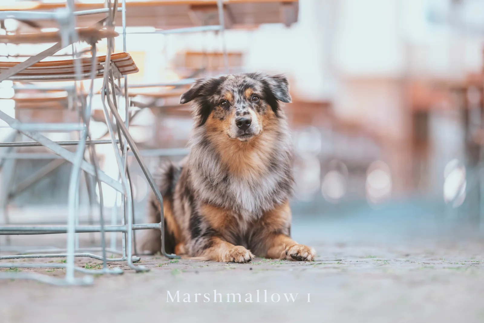 Schwarzbraun gefleckter Hund vor Baugerüst - Marshmallow 1 Bearbeitung