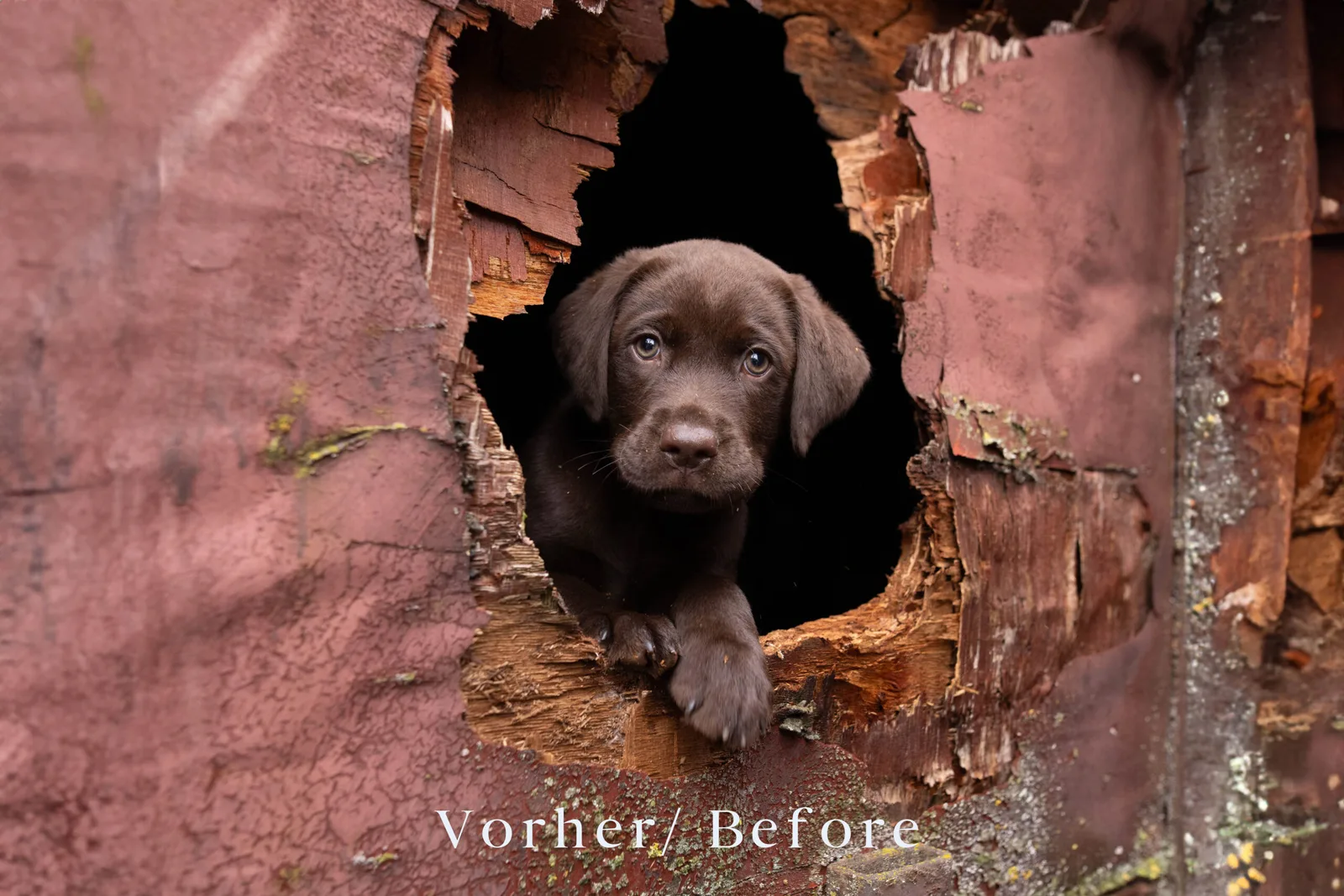 Dunkelbrauner Labrador schaut durch zerfallenes rotes Mauerwerk hindurch, Ruinen