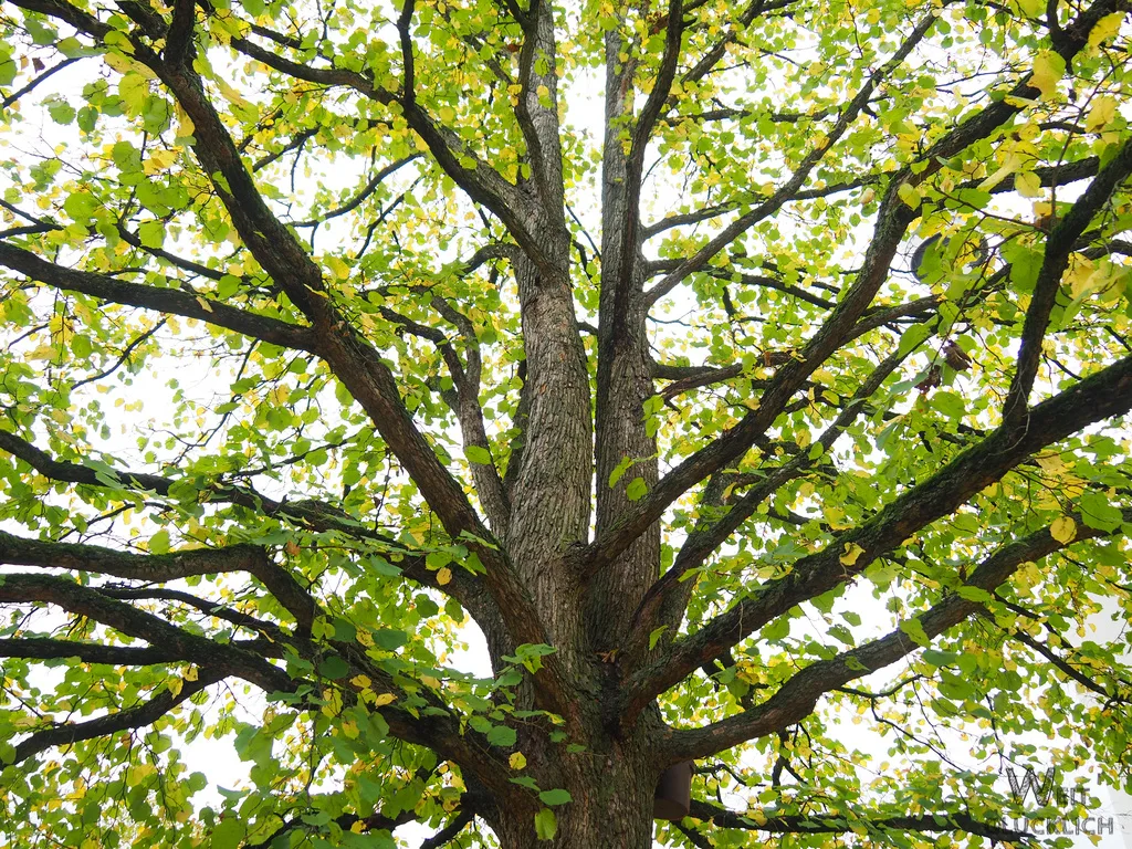 Blick von unten auf ausladenden Baum mit grünem Blattwerk und dunklen Ästen