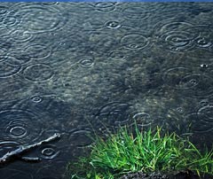 Regentropfen fallen auf ruhige Wasseroberfläche mit Grashalmen