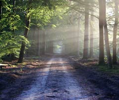 Waldweg mit Bäumen und Sonnenlicht, idyllische Naturaufnahme
