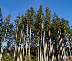 Hohe Nadelbäume gegen blauen Himmel, aufwärts fotografiert