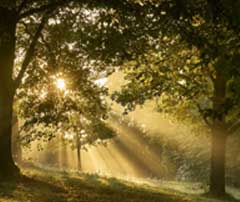 Morgenwald mit Sonnenlicht und Bäumen, atmosphärische Waldszene