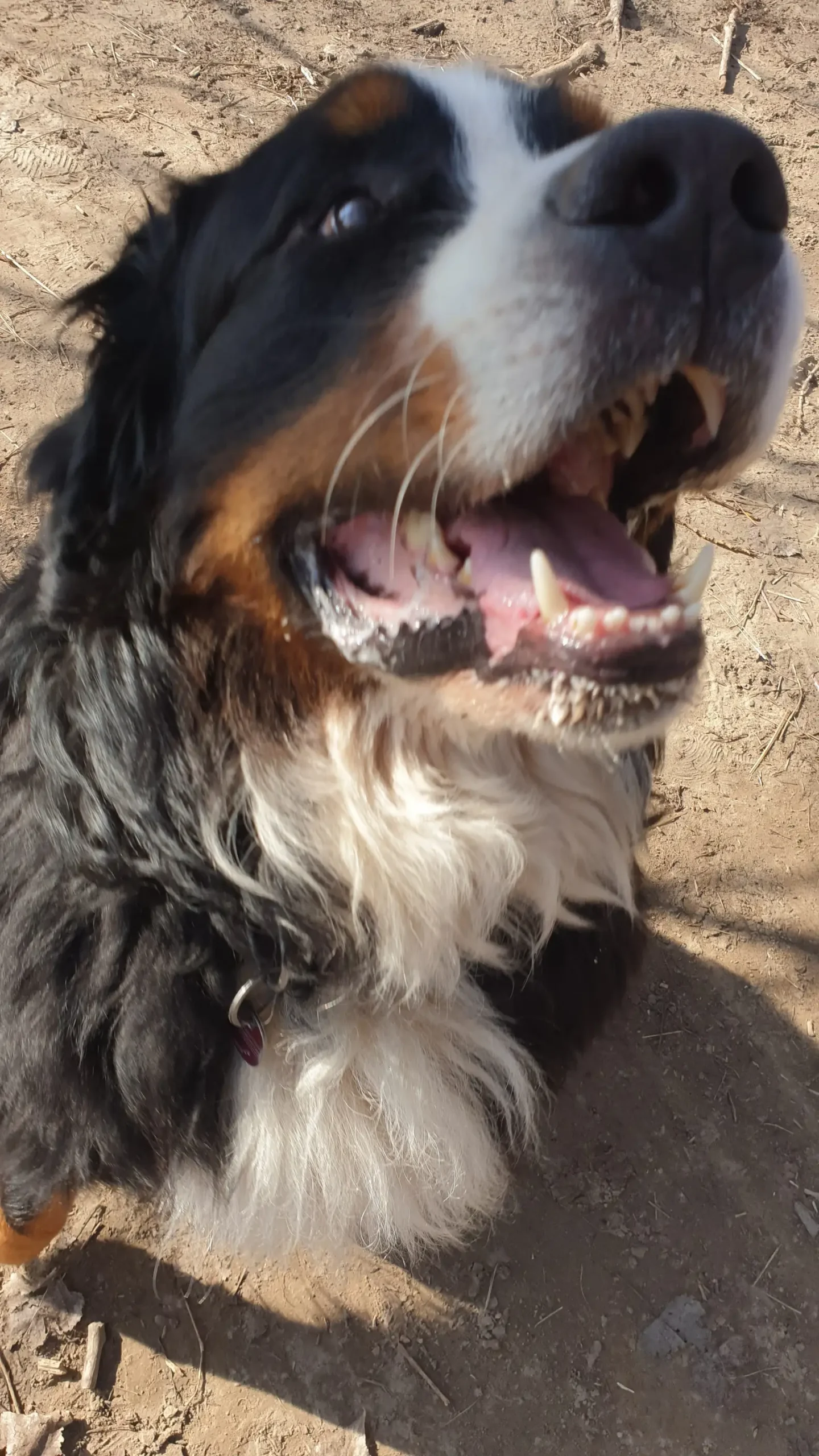 Hund beim Spielen im Freien, Kursinhalt Urlaub mit dem Hund