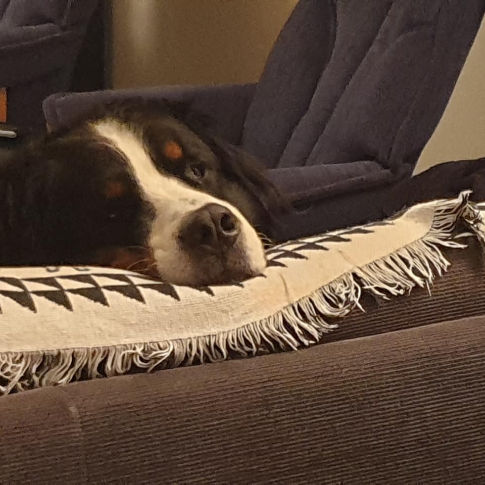Hund Porträt, Beispielinhalt Urlaub mit dem Hund