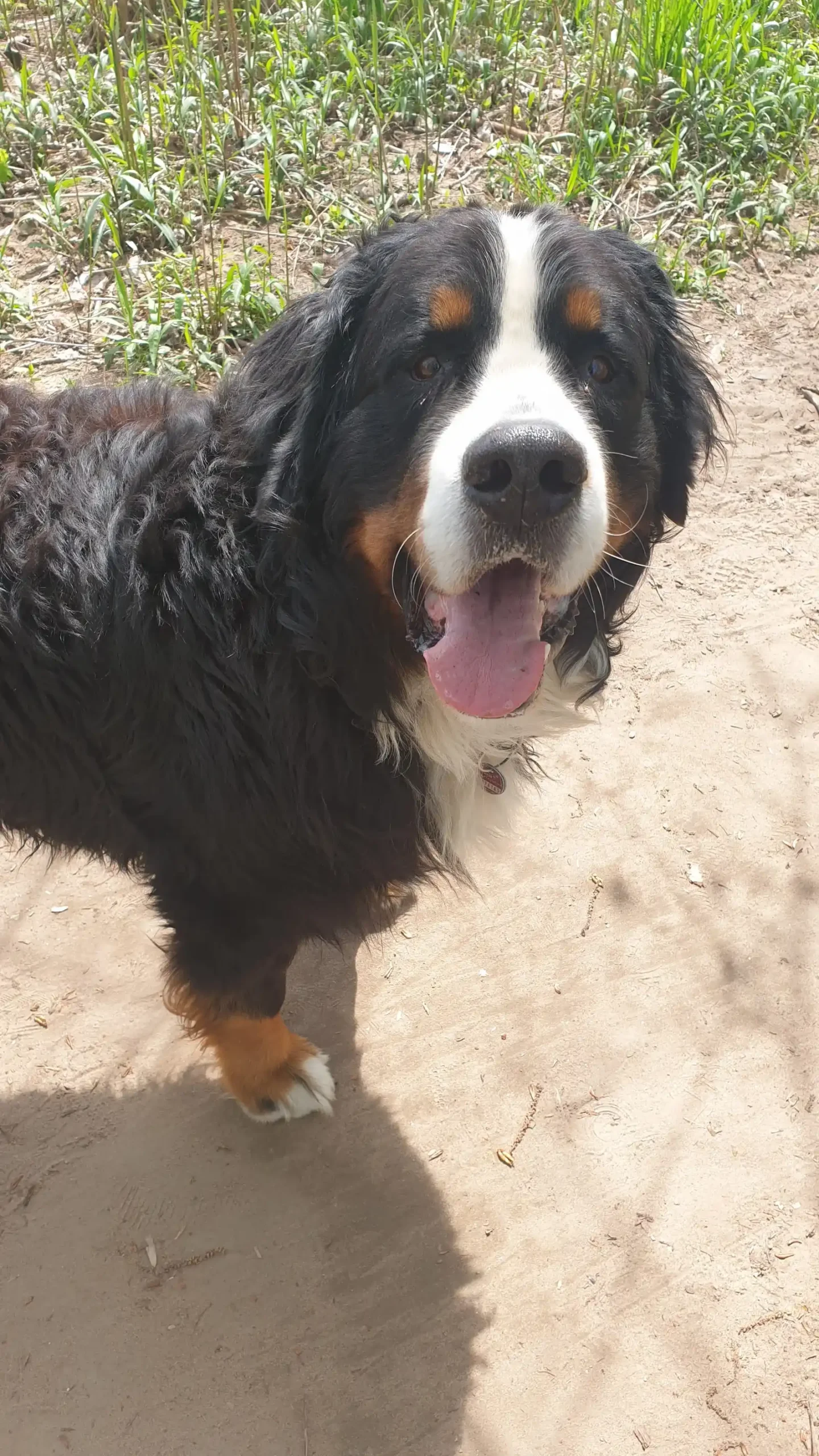 Hund genießt Außenbereich, Beispiel aus Urlaub mit dem Hund