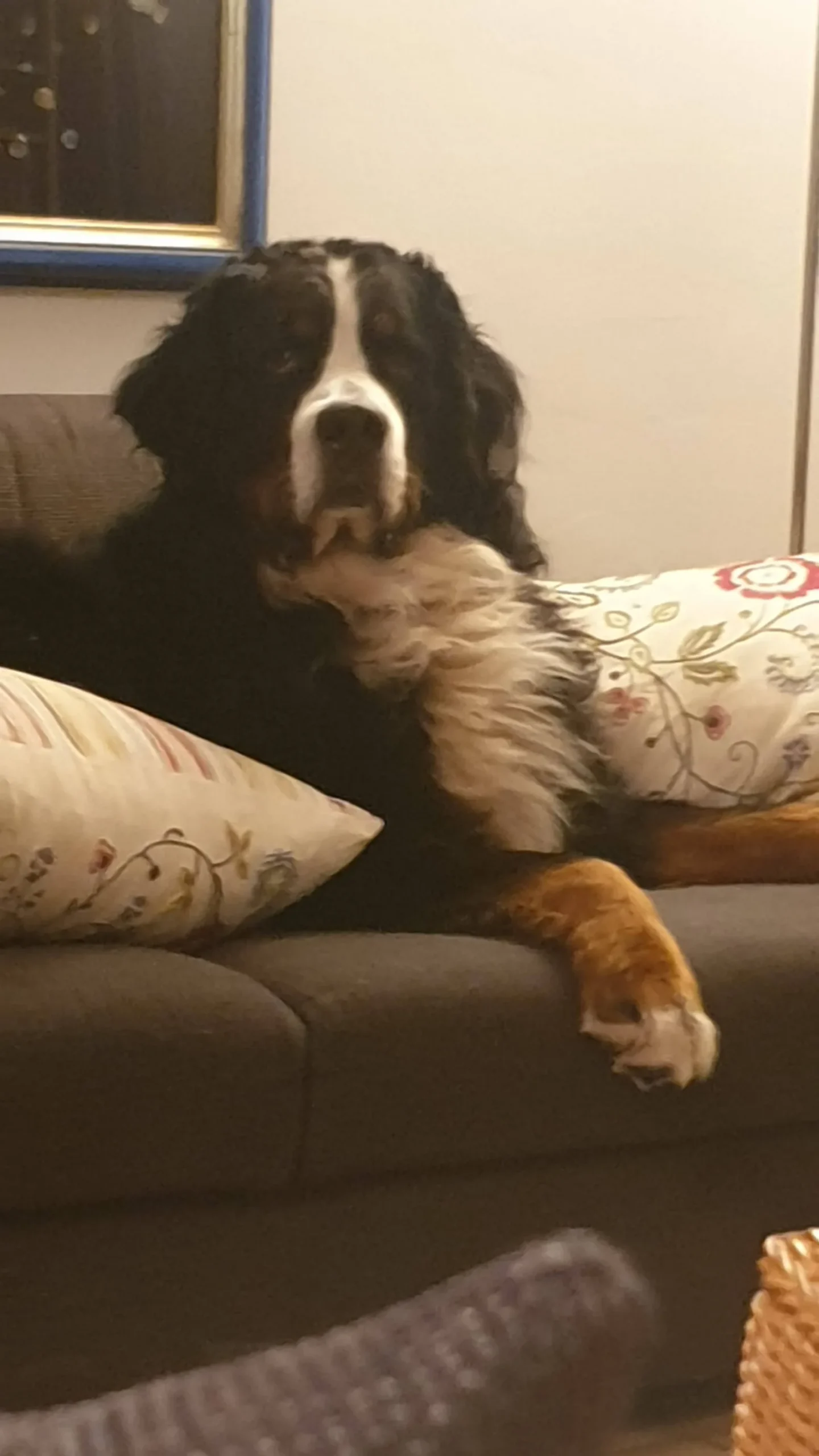 Hund beim Training, Inhalt Urlaub mit dem Hund