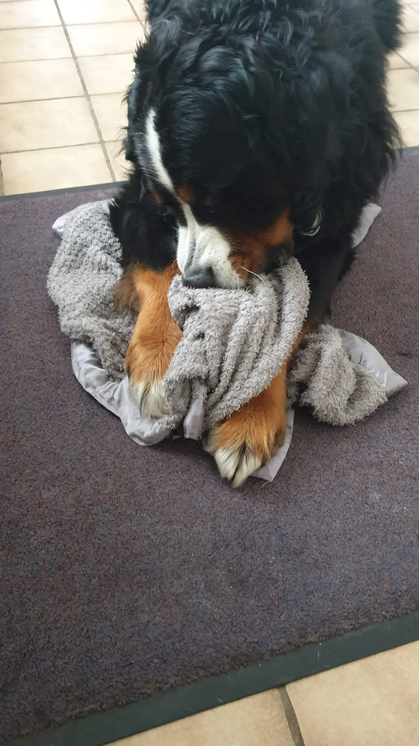 Hund in entspannter Situation, Kursbeispiel Urlaub mit dem Hund
