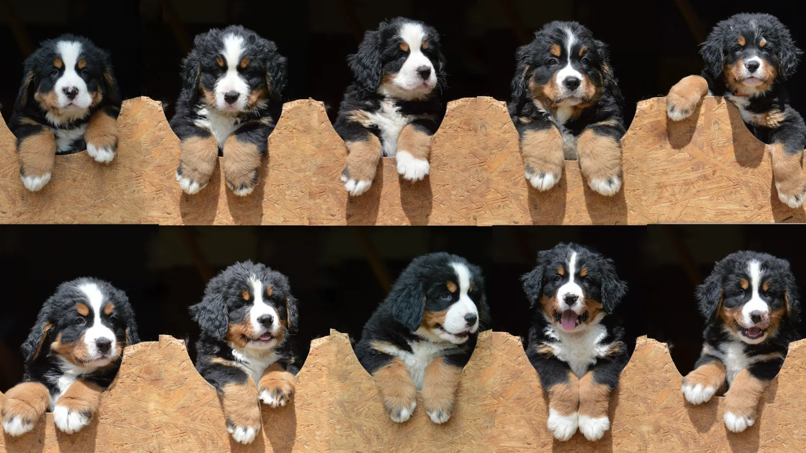 Hundefoto Collage, Kursbeispiele Urlaub mit dem Hund
