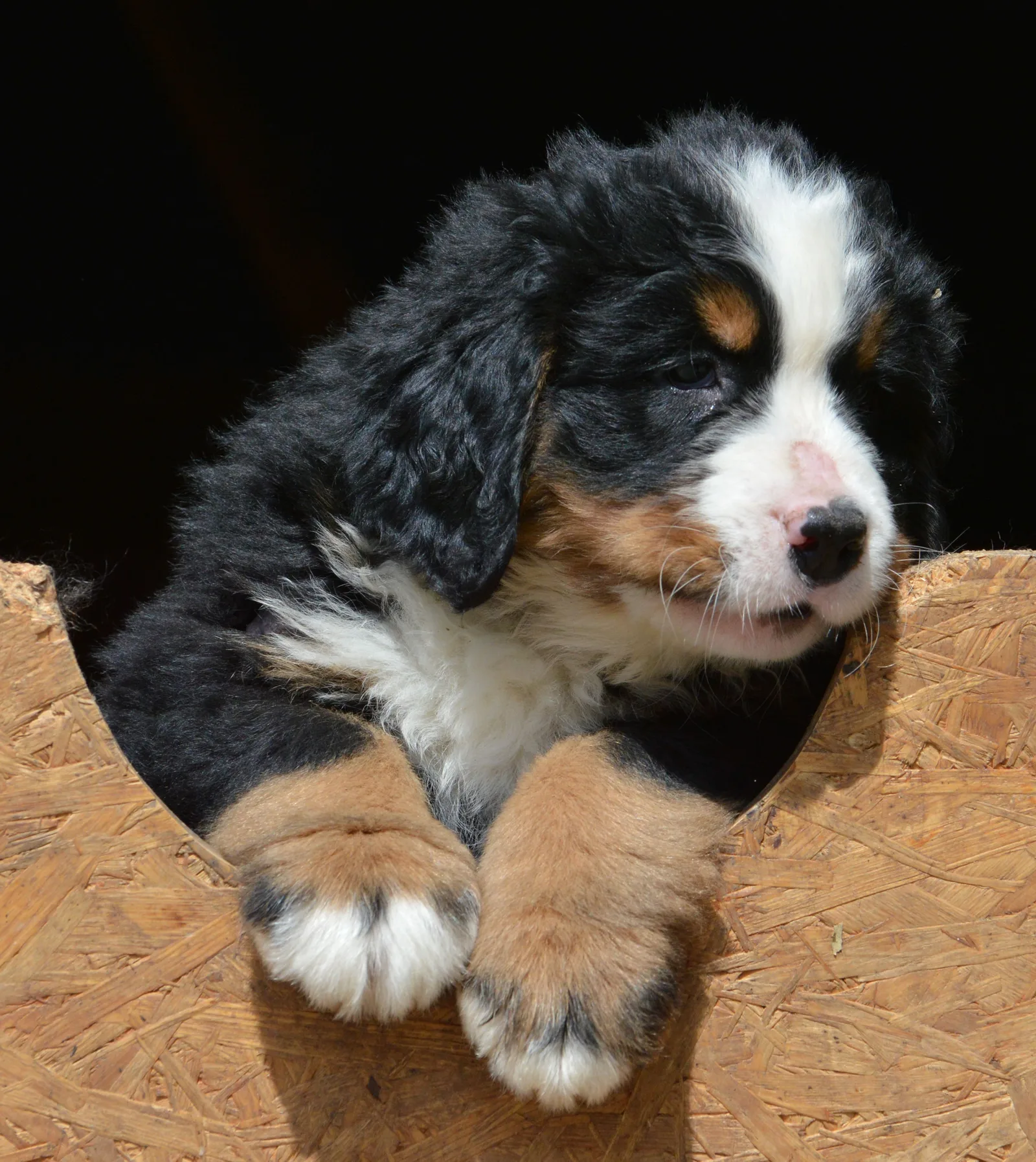 Hund Rüde Nahaufnahme, Beispiel Urlaub mit dem Hund