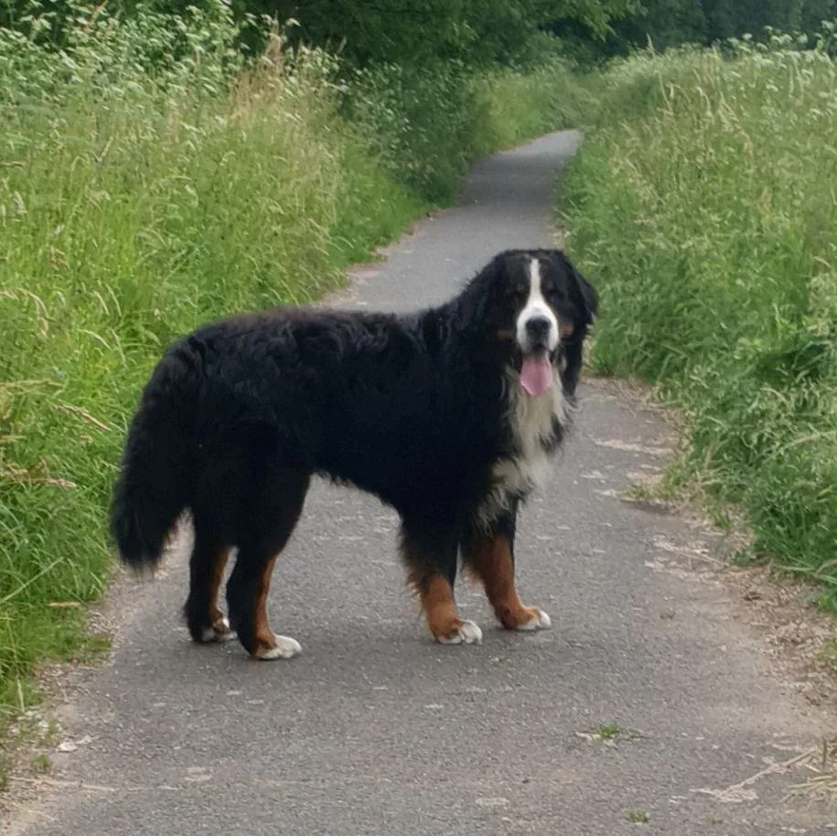 Max der Bernersennen Hund auf dem weg in den Urlaub
