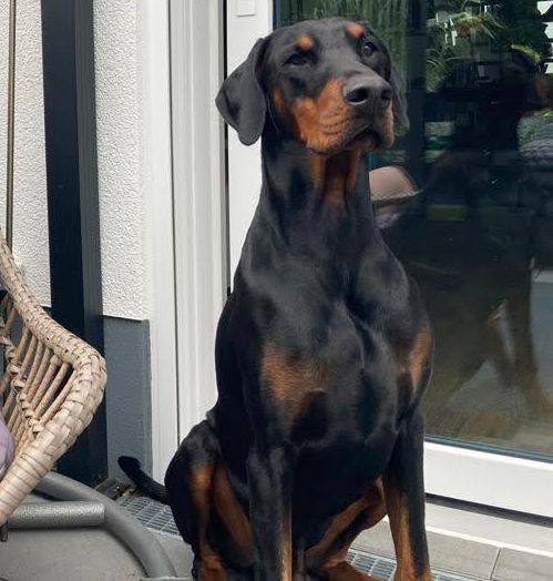 Carlos der Dobermann