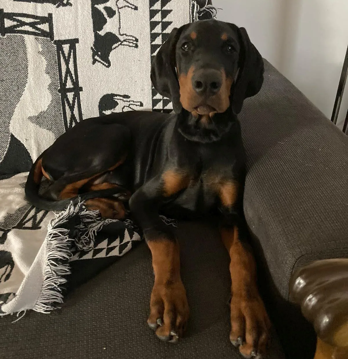Dobermann Conrad auf grauem Sofa mit geometrischem Muster im Hintergrund