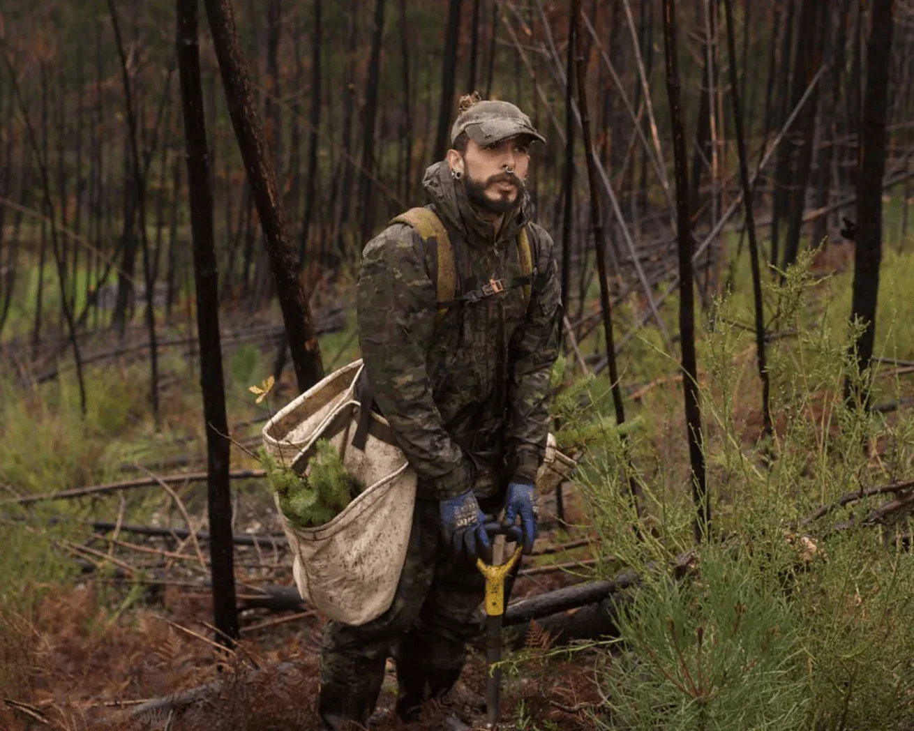 Umweltaktivist mit Arbeitskleidung pflanzt Setzling im Wald, Portugal-Aufforstungsprojekt