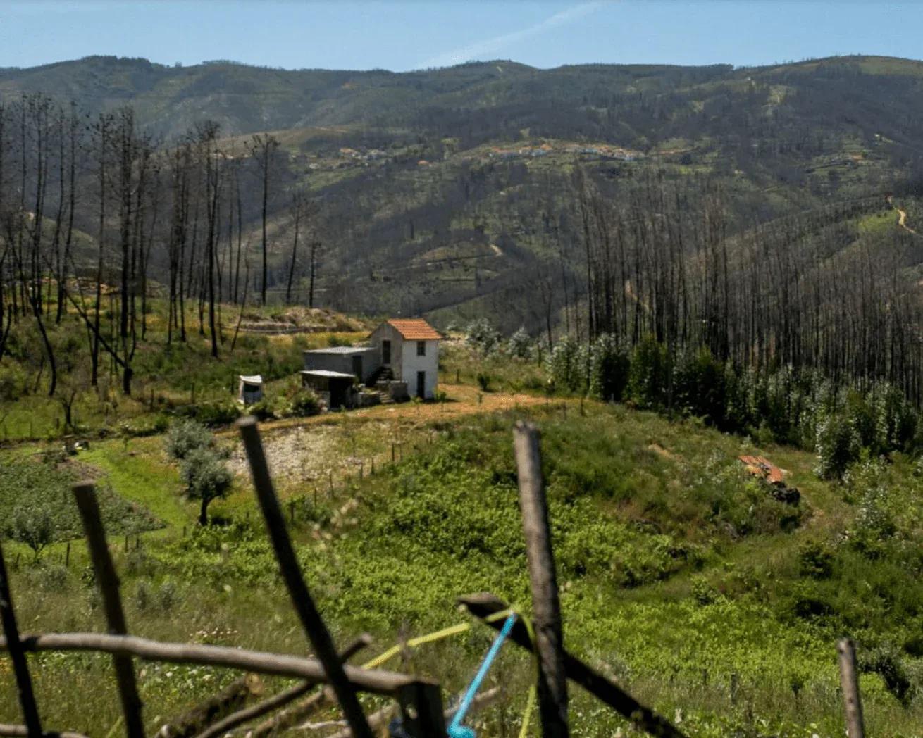 Landschaftsfoto: Aufgeforstetes Hügelgelände in Portugal mit Baumpflanzungen und renoviertem Gebäude