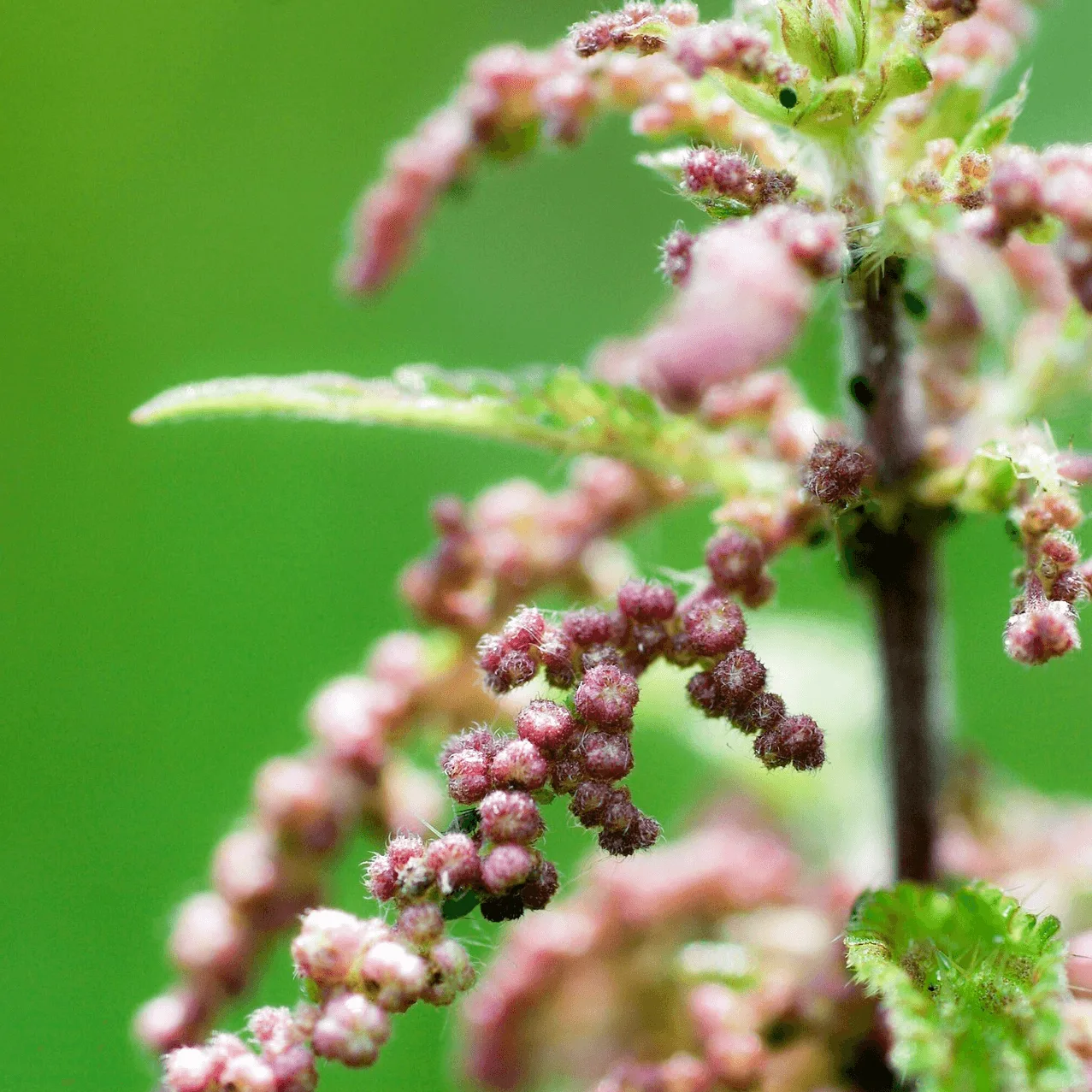 Nahaufnahme von rosa-weißen Brennnessel-Blüten und Samen an grünem Hintergrund