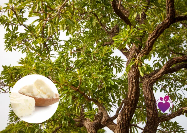 Vitales Wirbelsäulen-Feedback-System – Videokurs zur Wirbelsäule 4 Großer Baum mit Shea-Butter-Inlay und Herz-Logo für Kursinhalte