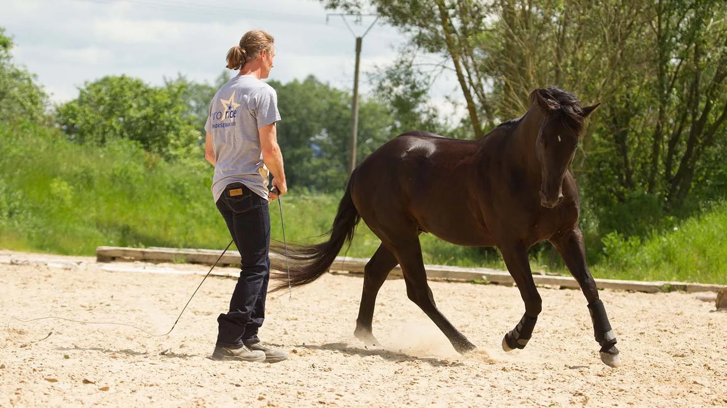 Thomas Günther in T-Shirt führt dunkles Pferd mit Lunge über Sandplatz