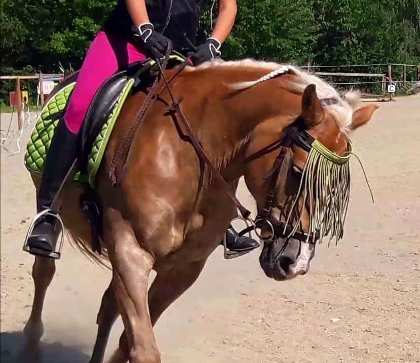 Nahaufnahme: Reiterin in rosa Satteldecke auf braunem Pferd mit Reitplatz im Hintergrund