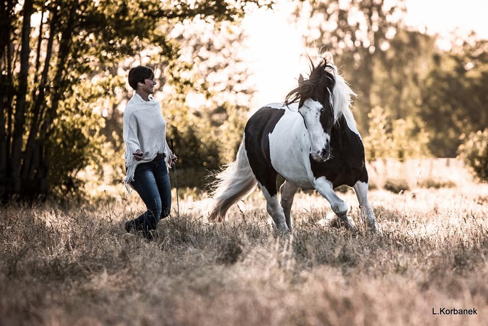 Frau führt schwarzweißes Pferd frei ohne Zäunung über Wiese mit Waldkulisse