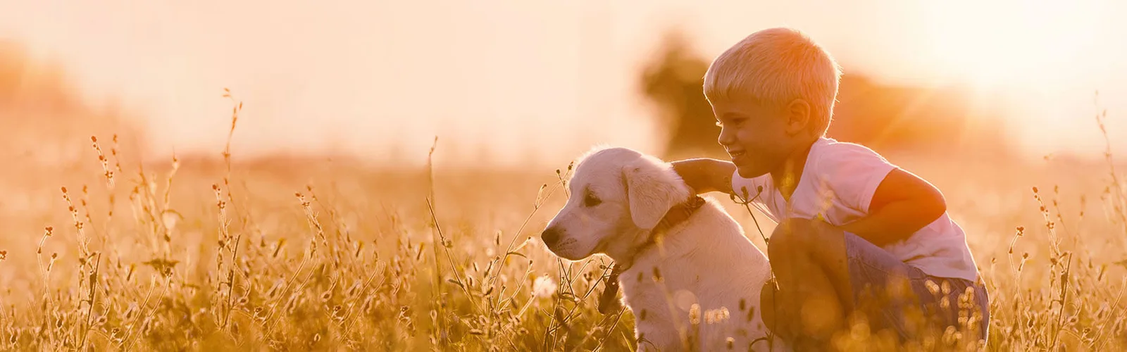 Kleiner Junge in rosa Shirt spielt mit weißem Labrador Retriever in goldenem Weizenfeld bei Sonnenuntergang