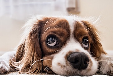 Porträt eines braunen und weißen Spaniels mit traurigem Blick