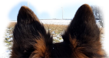 Hundeohren aus Ich-Perspektive auf flachem Feld