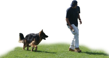 Mensch trainiert schwarzbraunen Hund auf grüner Wiese